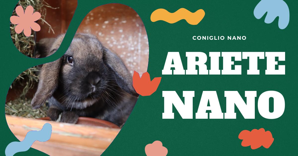 Scopri tutto sui conigli nani ariete: dalle loro caratteristiche uniche, alla cura e alimentazione, fino a dove trovarli in vendita. Ideale per gli amanti dei conigli domestici e chi cerca informazioni dettagliate su questa razza.