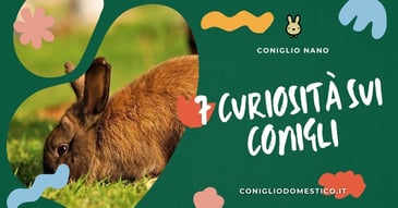 7-curiosita-sui-conigli