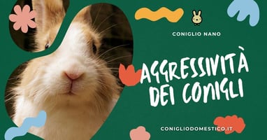 aggressivita-dei-conigli