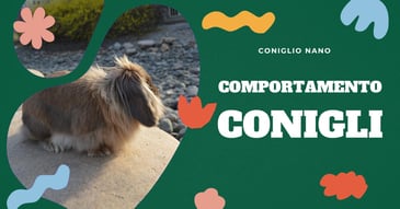 comportamento-conigli