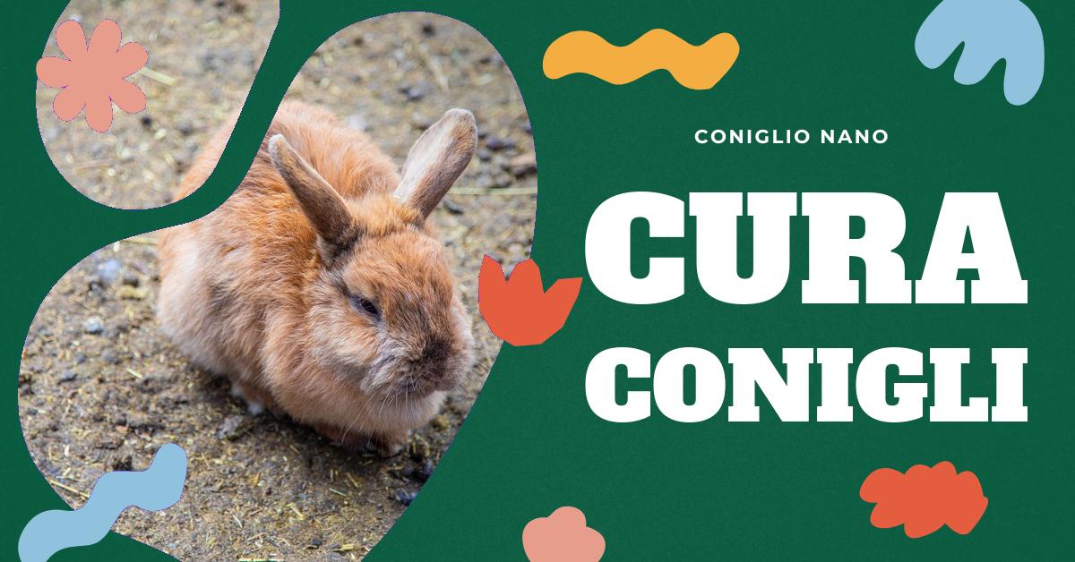 Tutto quello che devi sapere sui Conigli con Orecchie Lunghe: Salute, Cura  e Considerazioni per l'Acquisto