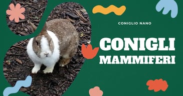 il-coniglio-e-un-mammifero