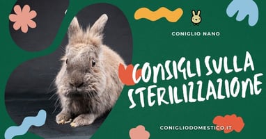 consigli-sulla-sterilizzazione-conigli