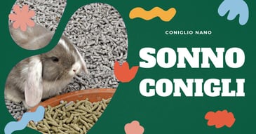 sonno-del-coniglio-domestico