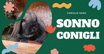 sonno-del-coniglio