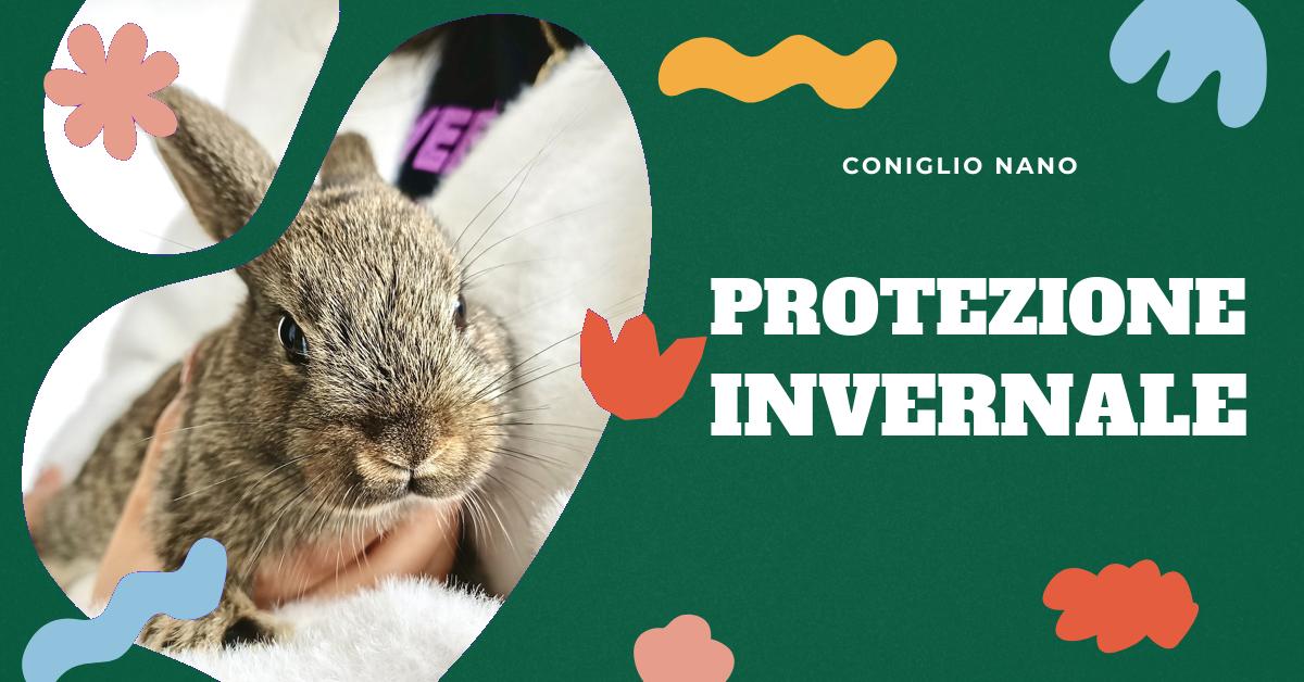 Scopri quanto freddo può tollerare un coniglio nano e come proteggerlo durante i mesi invernali. Trova consigli su come mantenere caldo il tuo coniglio, sia che viva all