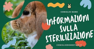 informazioni-sulla-sterilizzazione-dei-conigli