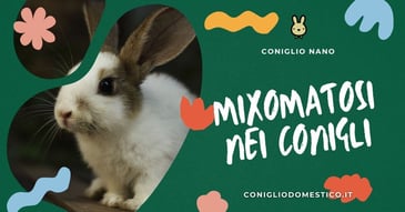 mixomatosi-nei-conigli