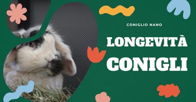 longevità-coniglio-nano-ariete