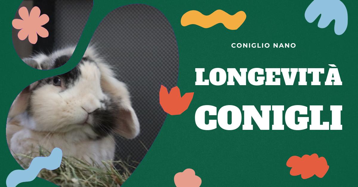Scopri quanto vive un coniglio nano ariete e come garantirgli una vita lunga e sana. Approfondisci le differenze di longevità tra le razze e scopri i consigli per la cura dei conigli domestici. Informazioni utili per gli amanti dei conigli.