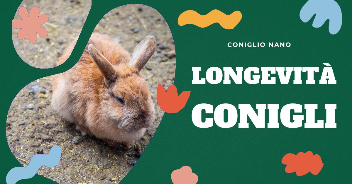 Scopri quanto vive un coniglio e come farlo vivere a lungo. Trova informazioni sulla durata della vita dei conigli domestici, le differenze tra le razze e i consigli per garantire una vita lunga e sana al tuo amico peloso.