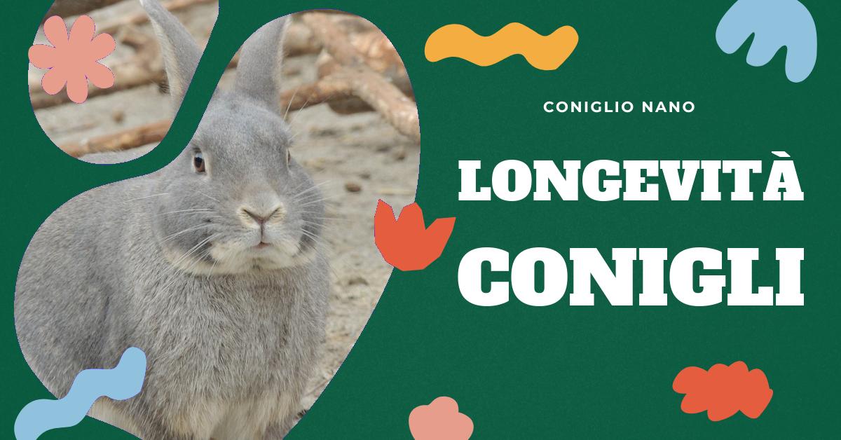 Scopri quanto vivono i conigli nani e come garantire loro una vita lunga e sana. Trova consigli su come creare un ambiente sereno, l