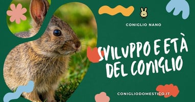 sviluppo-e-età-del-coniglio