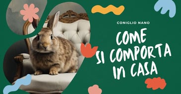 come-si-comporta-un-coniglio-nano-in-casa