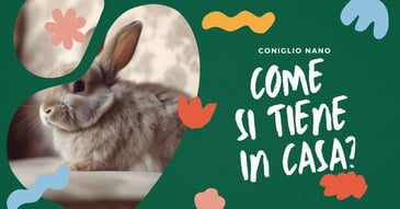 come-si-tiene-un-coniglio-nano-in-casa