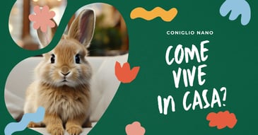 come-vive-un-coniglio-nano-in-casa