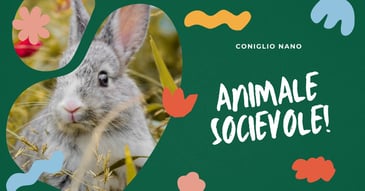 coniglio-animale-socievole