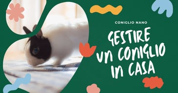 coniglio-nano-cura-gestione-in-casa