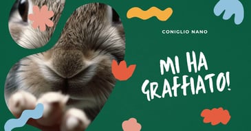 cosa-fare-se-ti-graffia-un-coniglio