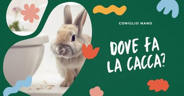 dove-fa-la-cacca-il-coniglio-nano