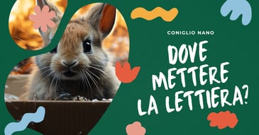 dove-posizionare-la-lettiera-del-coniglio-nano