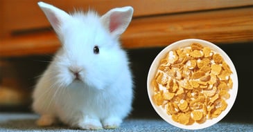 il-coniglio-nano-puo-mangiare-cereali-ricoperti-di-zucchero
