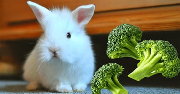 il-coniglio-nano-puo-mangiare-i-broccoli