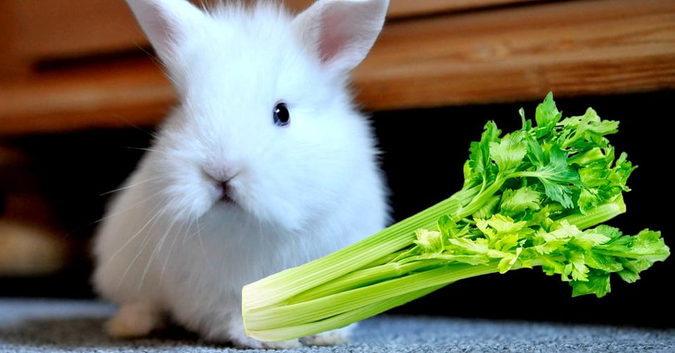 il-coniglio-nano-puo-mangiare-il-sedano