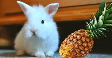il-coniglio-nano-puo-mangiare-l-ananas