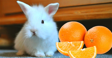 il-coniglio-nano-puo-mangiare-l-arancia