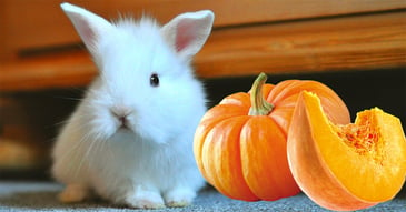 il-coniglio-nano-puo-mangiare-la-zucca