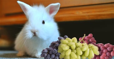 il-coniglio-nano-puo-mangiare-l-uva