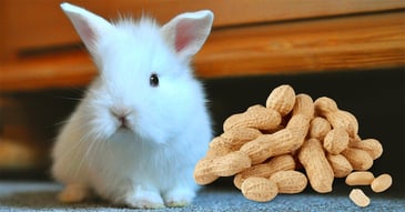 il-coniglio-nano-puo-mangiare-noccioline