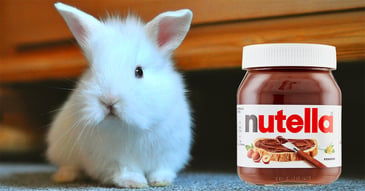 il-coniglio-nano-puo-mangiare-nutella