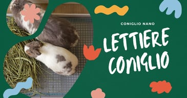 lettiere-coniglio-guida-definitiva