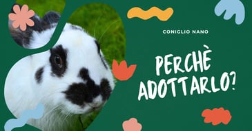 perche-adottare-un-coniglio