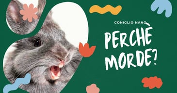 perche-il-coniglio-nano-morde