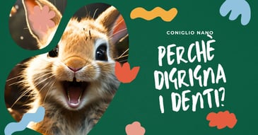 perche-il-mio-coniglio-nano-digrigna-i-denti