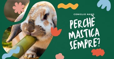 perche-il-mio-coniglio-nano-mastica-sempre