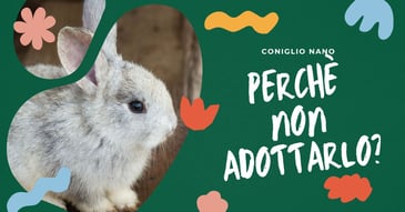 perche-non-adottare-un-coniglio