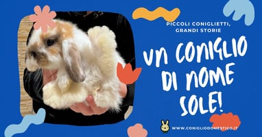 piccoli-coniglietti-grandi-storie-un-coniglio-di-nome-sole