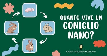 quanto-vive-un-coniglio-nano