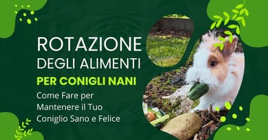 rotazione-degli-alimenti-del-coniglio-nano-come-fare-per-mantenere-il-tuo-coniglio-sano-e-felice