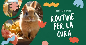 routine-per-la-cura-del-tuo-coniglio-domestico