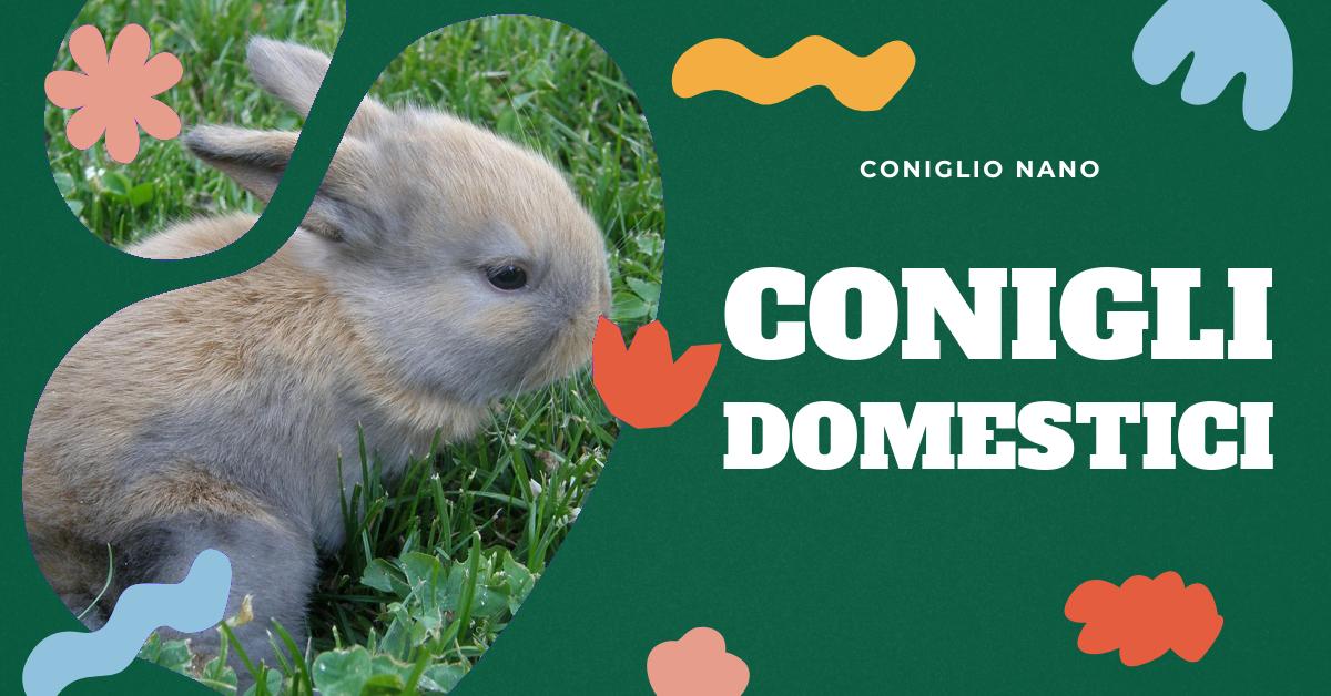 Come convincere i conigli a mangiare più fieno - PETS & VETS