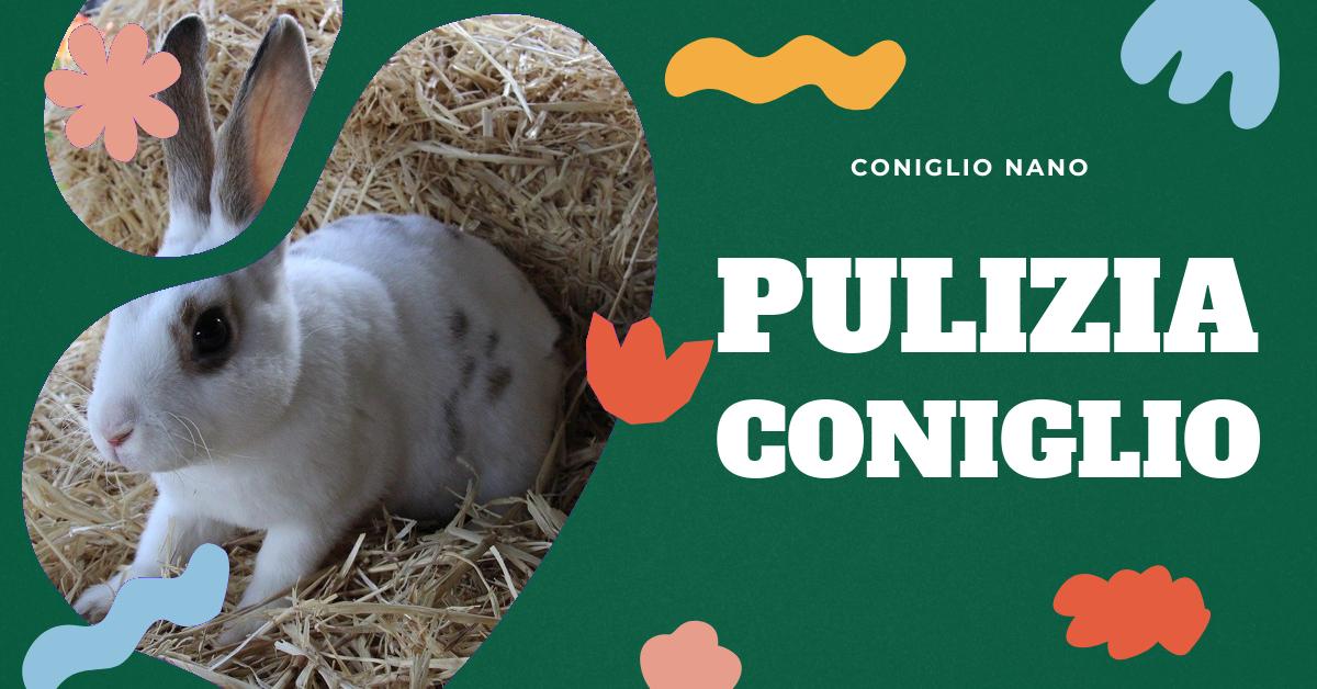 Come Pulire un Coniglio Sporco di Cacca: Consigli Pratici e Cause Comuni