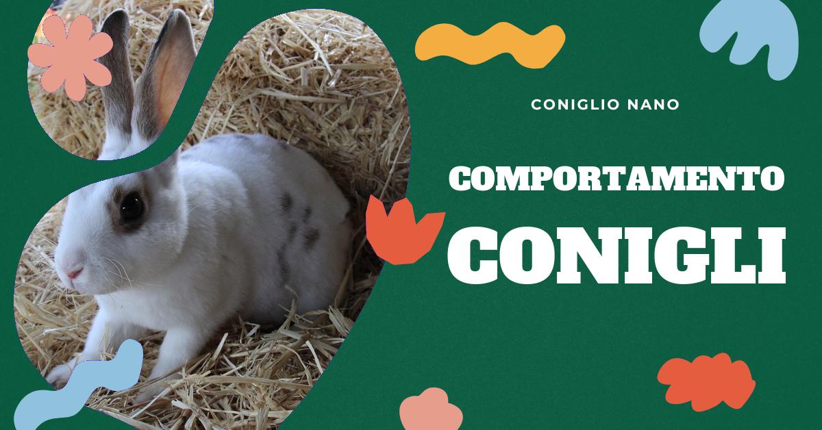 Comprendere il Comportamento del Coniglio: Cosa Significa Quando il Coniglio  Ti Spinge con la Testa