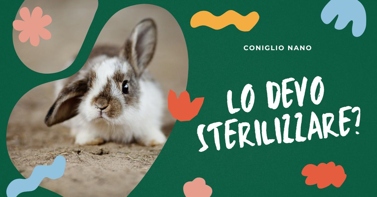 Istruzioni per sollevare un coniglio senza far arrabbiare gli animalisti 